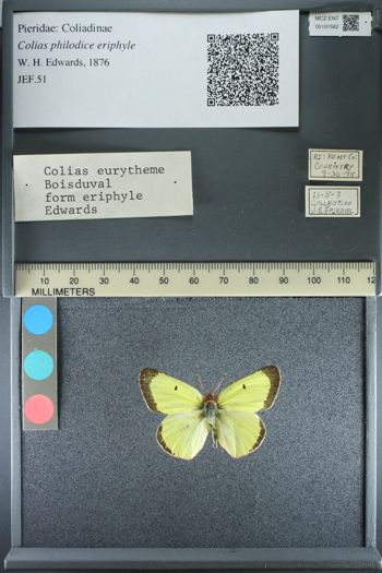 Media type: image;   Entomology 191562